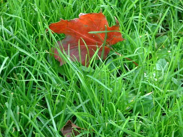 Fall. Seasonal photo by Stefan Stenudd.