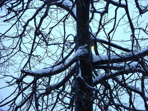 Snow on Christmas Day in Stockholm. Photo by Stefan Stenudd.