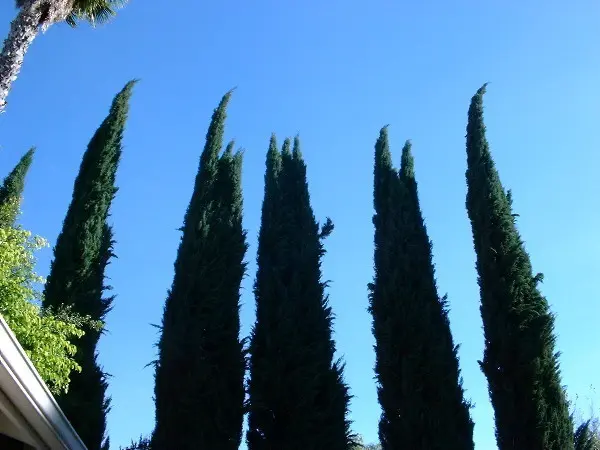 A Valley Garden in Los Angeles. Photo by Stefan Stenudd.