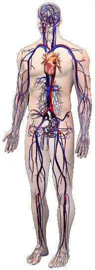 The circulatory system.